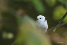 <p>MLYNAŘÍK DLOUHOOCASÝ (Aegithalos caudatus) Šluknovsko-Jiříkov ---- /Long-tailed-tit - Schwanzmeise/</p>