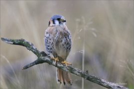 <p>POŠTOLKA VRABČÍ (Falco sparverius) sokolnicky vedená ---- /American kestrel - Buntfalke/</p>