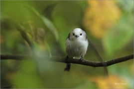<p>MLYNAŘÍK DLOUHOOCASÝ (Aegithalos caudatus) Šluknovsko-Jiříkov ---- /Long-tailed-tit - Schwanzmeise/</p>