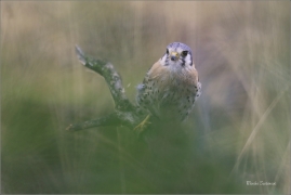 <p>POŠTOLKA VRABČÍ (Falco sparverius) sokolnicky vedená ---- /American kestrel - Buntfalke/</p>