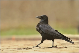 <p>VRÁNA OBECNÁ ČERNÁ (Corvus corone) Děčín ---- /Carrion crow - Aaskrähe/</p>