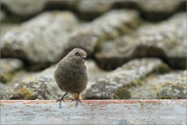<p>REHEK DOMÁCÍ (Phoenicurus ochruros) /Black redstart - Hausrotschwanz/</p>