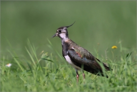 <p>ČEJKA CHOCHOLATÁ (Vanellus vanellus) jižní Morava ----- /Northern lapwing - Kiebitz/</p>