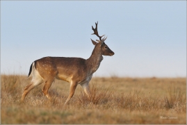 <p>DANĚK SKVRNITÝ (Dama dama) Šluknovsko - Valdek /Fallow deer - Damhirsch/</p>
