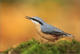 <p>BRHLÍK LESNÍ (Sitta europaea) ---- /Eurasian nuthatch - Kleiber/</p>
