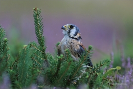 <p>POŠTOLKA VRABČÍ (Falco sparverius) ---- /American kestrel - Buntfalke/</p>