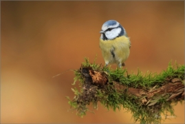 <p>SÝKORA MODŘINKA (Cyanistes caeruleus) ---- /Eurasian blue tit - Blaumeise/</p>