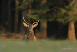 <p>JELEN LESNÍ (Cervus elaphus) lužické hory - Líska ---- /Red deer - Rothirsch/</p>