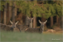 <p>JELEN LESNÍ (Cervus elaphus) lužické hory - Líska ---- /Red deer - Rothirsch/</p>