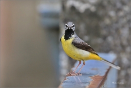 <p>KONIPAS HORSKÝ (Motacilla cinerea) - jižní Morava ---- /Grey wagtail - Bergstelze/</p>