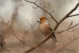 <p>DLASK TLUSTOZOBÝ (Coccothraustes coccothraustes) Děčín ---- /Hawfinch - Kernbeißer/</p>