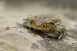 <p>ROPUCHA OBECNÁ (Bufo bufo) ---- /Common toad - Erdkröte/</p>
