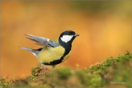 <p>SÝKORA KOŇADRA (Parus major) ------- /Great tit - Kohlmeise/</p>