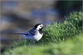 <p>KONIPAS BÍLÝ (Motacilla alba) /White wagtail - Bachstelze/</p>
