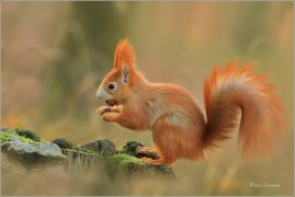 <p>VEVERKA OBECNÁ (Sciurus vulgaris) Šluknovsko - Jiříkov ---- /Red squirrel - Eichhörnchen/</p>