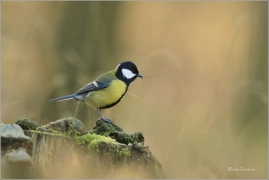 <p>SÝKORA KOŇADRA (Parus major) ------- /Great tit - Kohlmeise/</p>