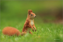 <p>VEVERKA OBECNÁ (Sciurus vulgaris) M. Boleslav ---- /Red squirrel - Eichhörnchen/</p>