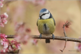 <p>SÝKORA MODŘINKA (Cyanistes caeruleus) ---- /Eurasian blue tit - Blaumeise/</p>