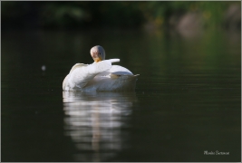 <p>LABUŤ ZPĚVNÁ (Cygnus cygnus) ---- /Whooper swan - Singschwan/</p>