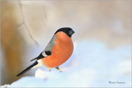 <p>HÝL OBECNÝ (Pyrrhula pyrrhula) Šluknovsko - Jiříkov ------- /Eurasian bullfinch - Gimpel/</p>