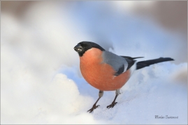 <p>HÝL OBECNÝ (Pyrrhula pyrrhula) Šluknovsko - Jiříkov ------- /Eurasian bullfinch - Gimpel/</p>