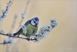 <p>SÝKORA MODŘINKA (Cyanistes caeruleus) ---- /Eurasian blue tit - Blaumeise/</p>