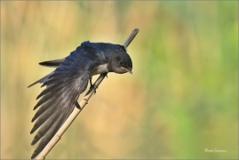 <p>VLAŠTOVKA OBECNÁ (Hirundo rustica) - jižní Morava --- /Barn swallow - Rauchschwalbe/</p>