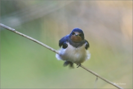 <p>VLAŠTOVKA OBECNÁ (Hirundo rustica) - jižní Morava --- /Barn swallow - Rauchschwalbe/</p>