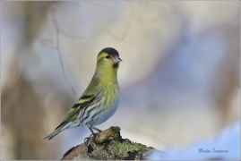 <p>ČÍŽEK LESNÍ (Carduelis spinus) ------- /Eurasian siskin - Erlenzeisig/</p>