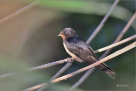 <p>VLAŠTOVKA OBECNÁ (Hirundo rustica) - jižní Morava --- /Barn swallow - Rauchschwalbe/</p>