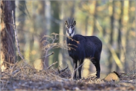 <p>KAMZÍK HORSKÝ (Rupicapra rupicapra) Lužické hory ---- /Chamois - Gämse/</p>