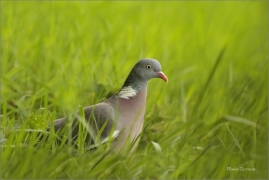 <p>HOLUB HŘIVNÁČ (Columba palumbus) /Common wood pigeon - Ringeltaube/</p>
