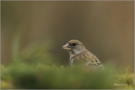 <p>ZVONEK ZELENÝ (Carduelis chloris) ---- /European greenfinch - Grünfink/</p>