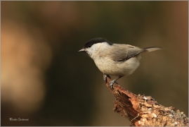 <p>SÝKORA BABKA ( Parus palustris) /Marsh tit - Sumpfmeise/</p>
