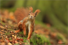 <p>VEVERKA OBECNÁ (Sciurus vulgaris) M. Boleslav ---- /Red squirrel - Eichhörnchen/</p>