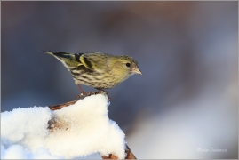 <p>ČÍŽEK LESNÍ (Carduelis spinus) ------- /Eurasian siskin - Erlenzeisig/</p>