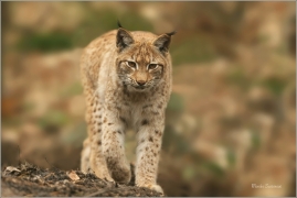 <p>RYS OSTROVID (Lynx lynx) Zoo Děčín ---- /Eurasian lynx - Eurasischer Luchs/</p>