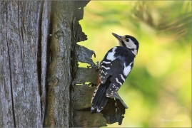 <p>STRAKAPOUD VELKÝ (Dendrocopos major) - /Great spotted woodpecker – Buntspecht/
</p>