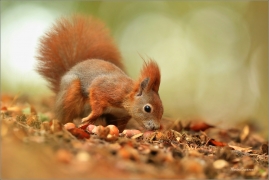 <p>VEVERKA OBECNÁ (Sciurus vulgaris) M. Boleslav ---- /Red squirrel - Eichhörnchen/</p>