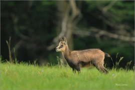 <p>KAMZÍK HORSKÝ (Rupicapra rupicapra) Lužické hory, ---- /Chamois - Gämse/</p>