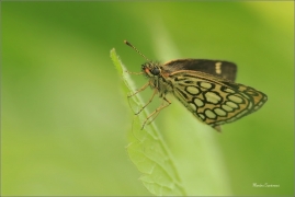 <p>SOUMRAČNÍK ČERNOHNĚDÝ (Heteropterus morpheus) - Morava. Zlínsko ----- /Large chequered skipper - Spiegelfleck-Dickkopffalter/</p>