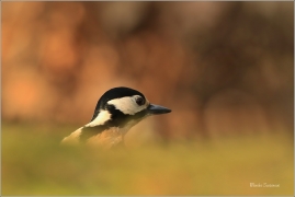 <p>STRAKAPOUD VELKÝ (Dendrocopos major) - /Great spotted woodpecker – Buntspecht/
</p>