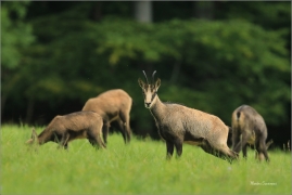 <p>KAMZÍK HORSKÝ (Rupicapra rupicapra) Lužické hory, ---- /Chamois - Gämse/</p>