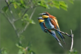 <p>VLHA PESTRÁ (Merops apiaster) jižní Morava ----- /European bee-eater - Bienenfresser/</p>