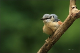 <p>BRHLÍK LESNÍ (Sitta europaea) ---- /Eurasian nuthatch - Kleiber/</p>