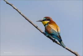 <p>VLHA PESTRÁ (Merops apiaster) jižní Morava ----- /European bee-eater - Bienenfresser/</p>
