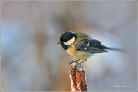 <p>SÝKORA KOŇADRA (Parus major) ------- /Great tit - Kohlmeise/</p>