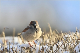 <p>VRABEC DOMÁCÍ (Passer domesticus) ---- /House sparrow - Haussperling/</p>
