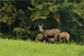 <p>KAMZÍK HORSKÝ (Rupicapra rupicapra) Lužické hory ---- /Chamois - Gämse/</p>