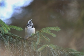 <p>SÝKORA PARUKÁŘKA - Rychnov u Jablonce n. N. (Lophophanes cristatus) ---- /Crested tit - Haubenmeise/</p>
